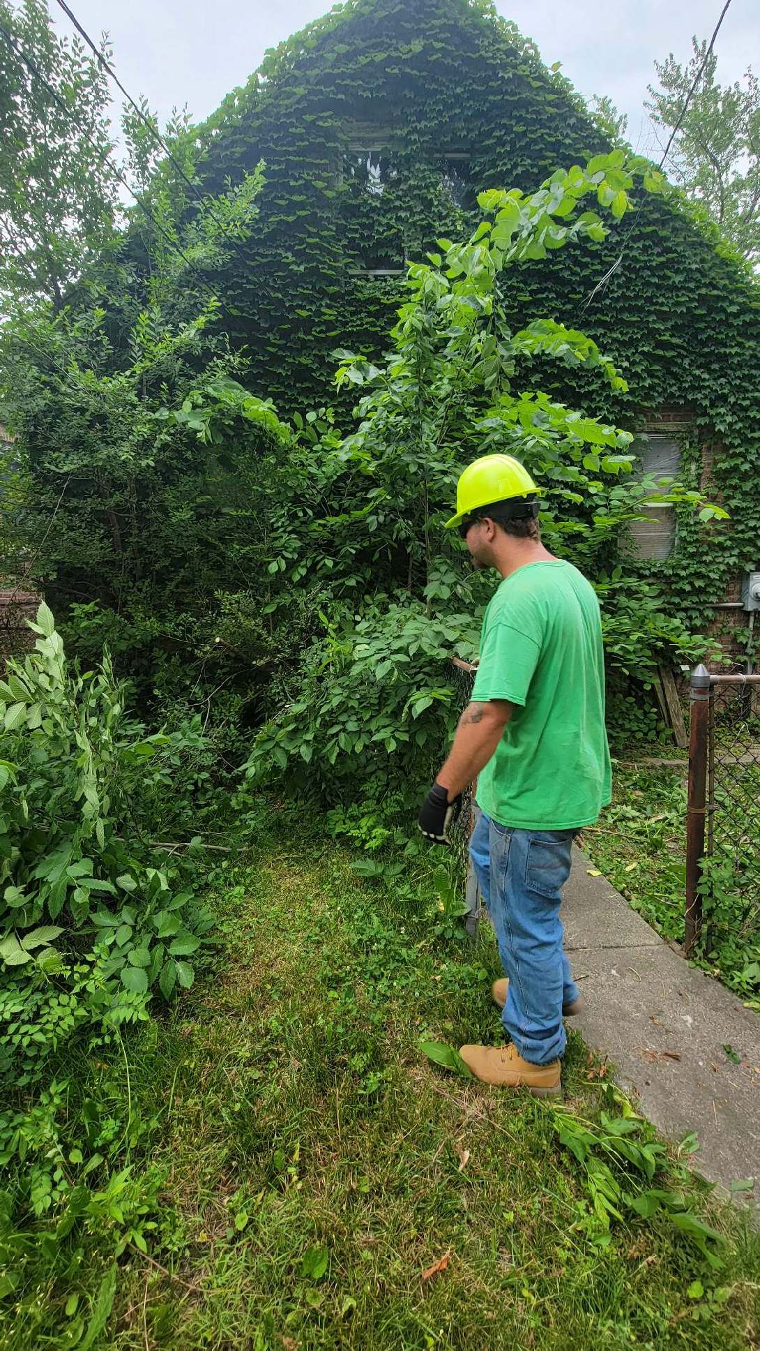 Tree Removal, Hammond, IN 2011